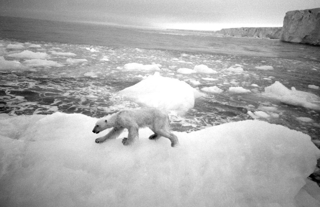 Vitön - 1996 - Jan Troell